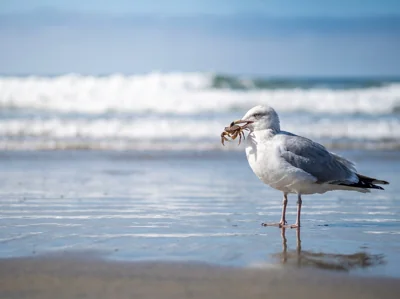 Gaivota e caranguejo na praia
