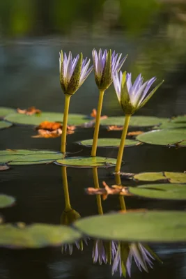 Ninfeias em um lago
