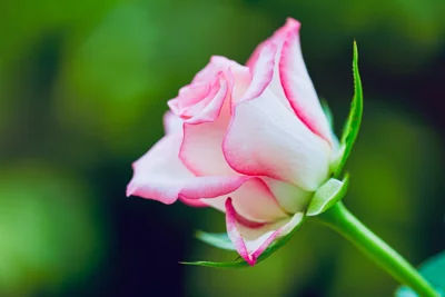 Flor de rosa cor-de-rosa