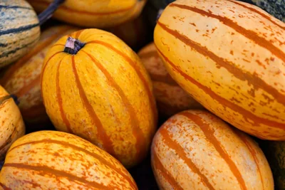 Abóboras delicata
