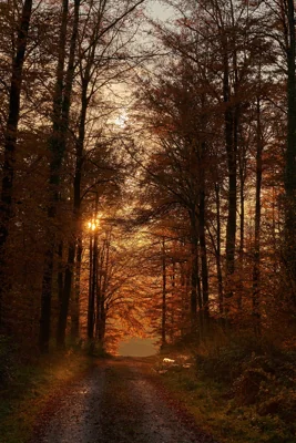 Caminho na floresta ao pôr do sol
