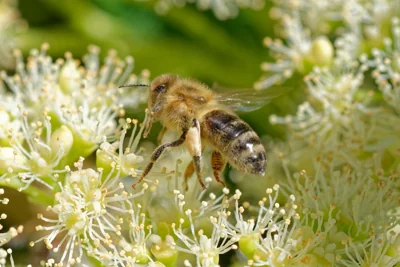Abelha em Flor