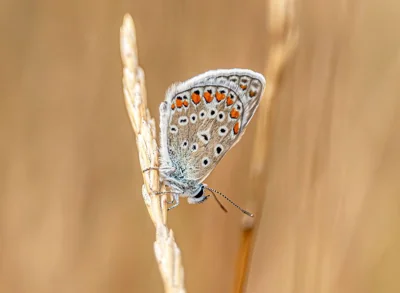 Foto macro de borboleta marrom