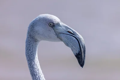 Retrato de flamingo