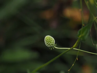 Botão floral verde em close-up
