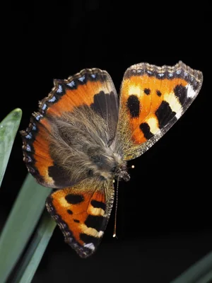 Borboleta na Natureza